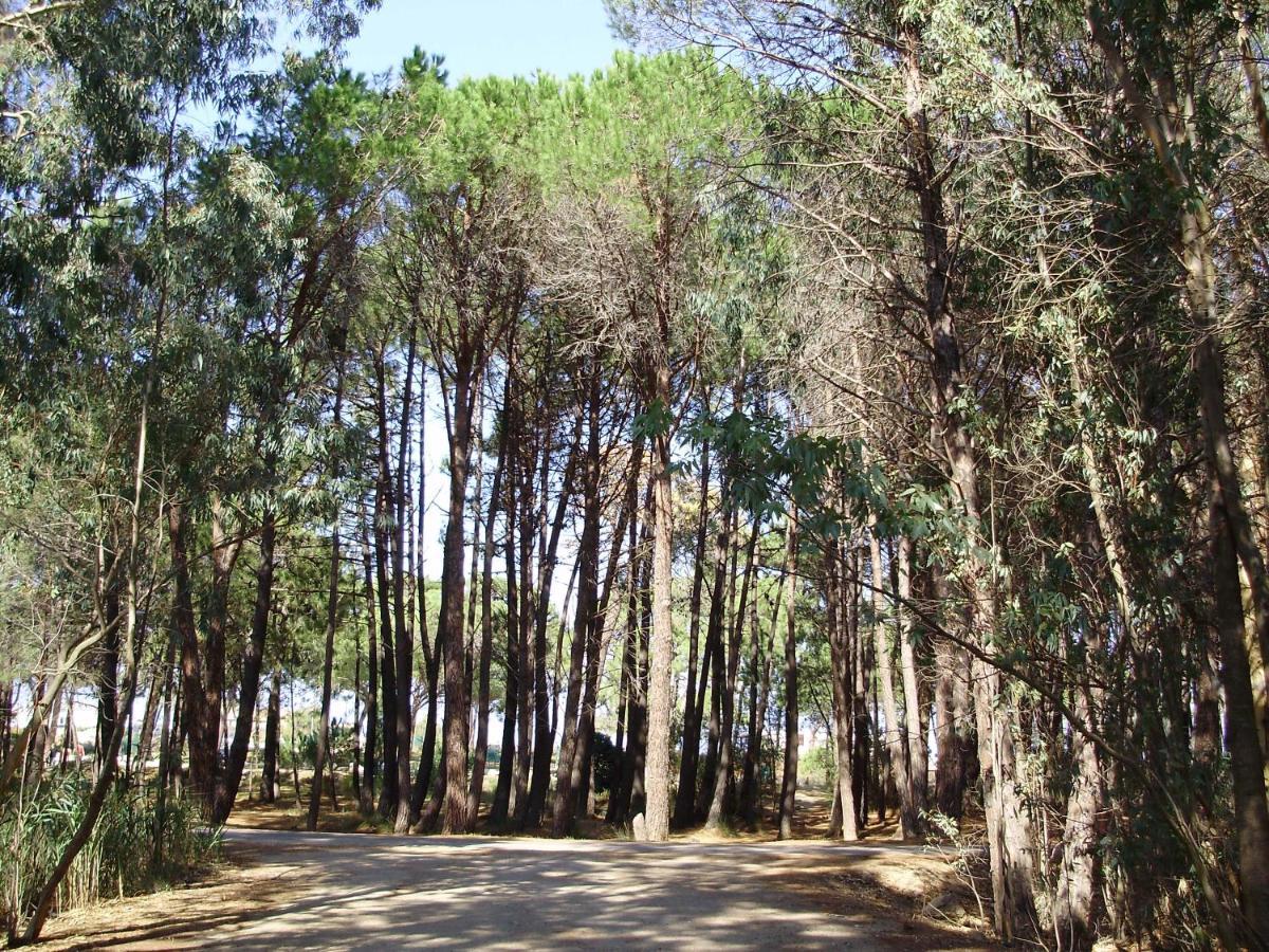 Appartement F1 Calvi A 150 Metres De La Plage ภายนอก รูปภาพ